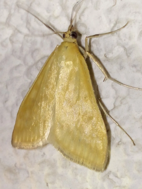Sitochroa verticalis - világossárga dudvamoly