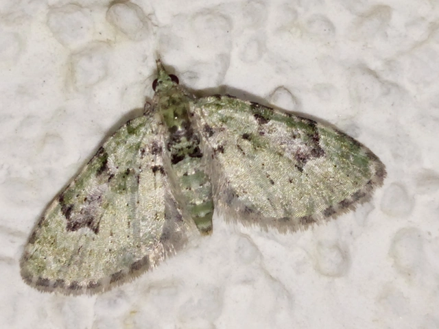 Chloroclystis v-ata - zöldes törpearaszoló