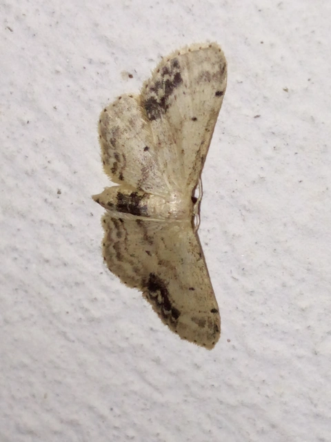 Idaea dimidiata - gyakori apróaraszoló