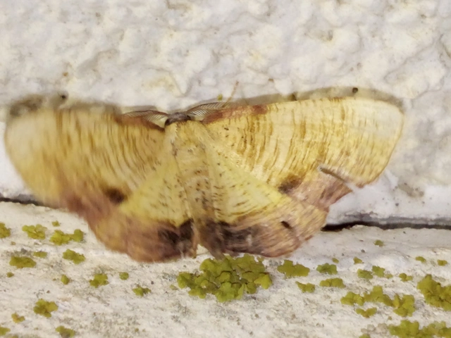 Plagodis dolabraria - baltaszárnyú araszoló