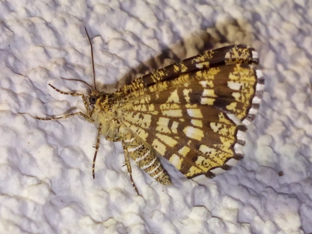 Chiasmia clathrata - rácsos rétiaraszoló
