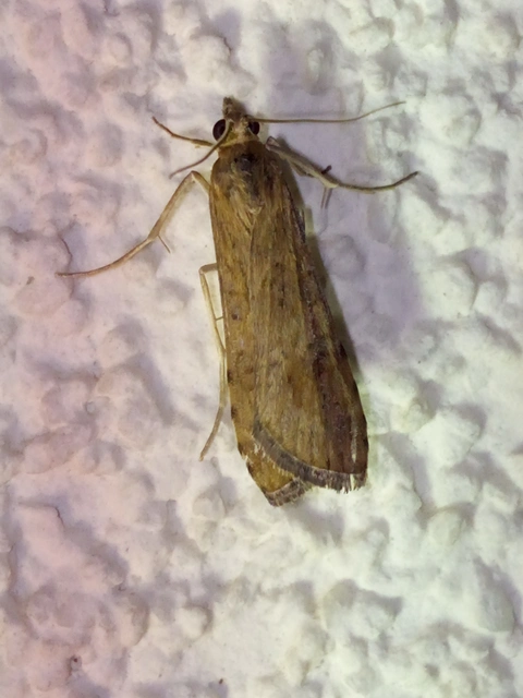 Nomophila noctuella - közönséges vándormoly
