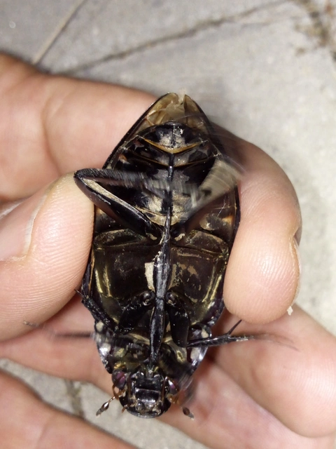 Hydrophilus piceus - közönséges óriáscsibor