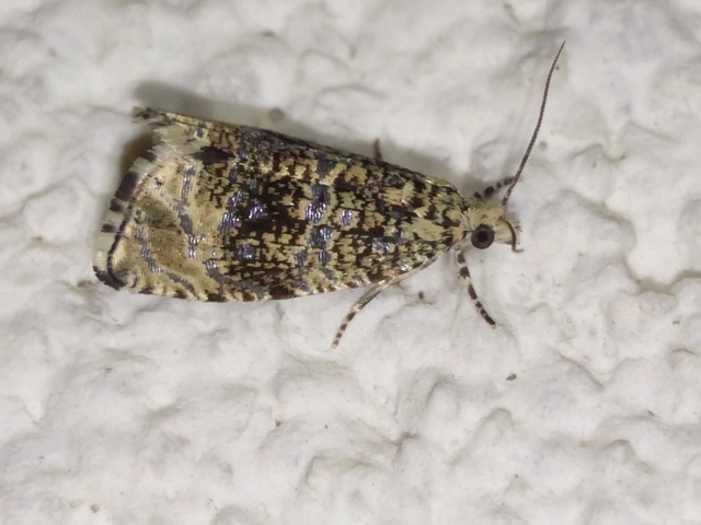 Celypha lacunana - vízparti tükrösmoly