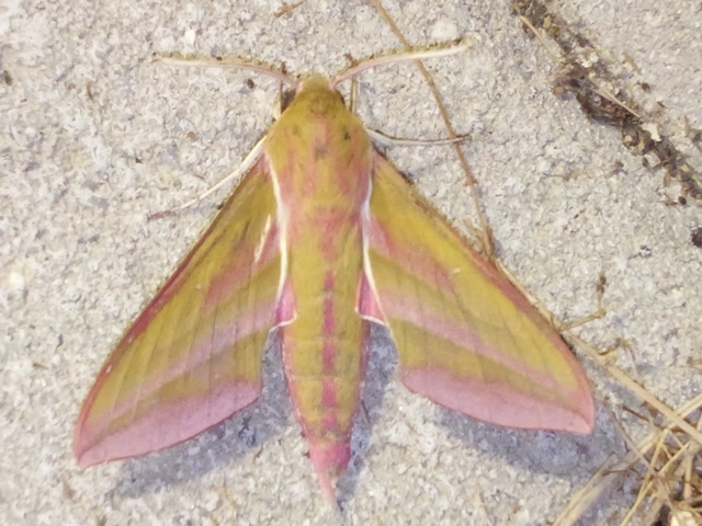 Deilephila elpenor - szőlőszender