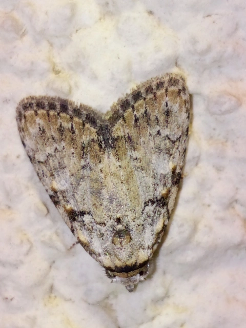 Meganola strigula - hamvas pamacsosszövő