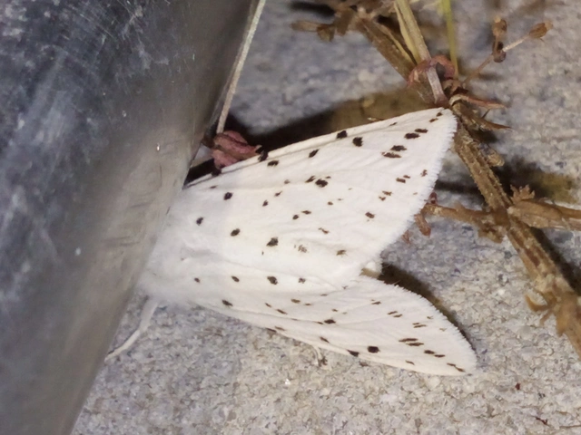 Spilosoma lubricipedum - tejszínű medvelepke