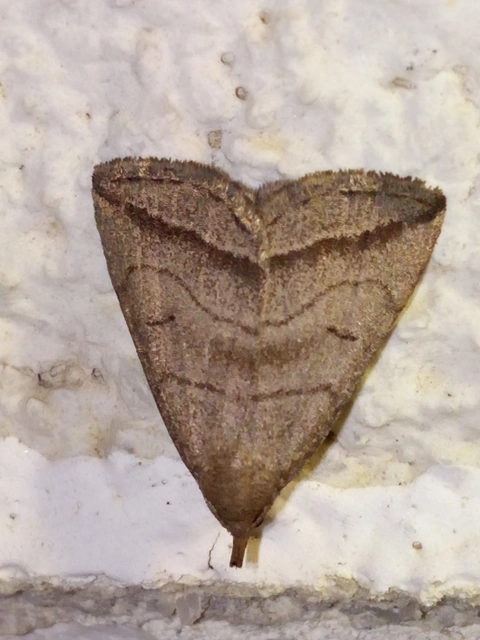 Herminia tenuialis - feketevonalas karcsúbagoly