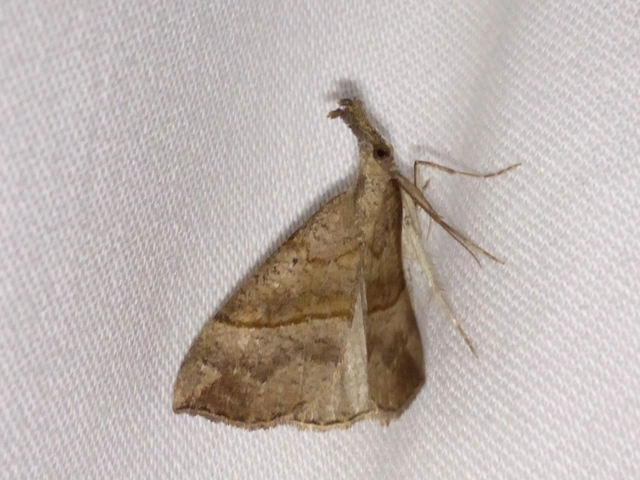 Hypena proboscidalis - ormányos karcsúbagoly