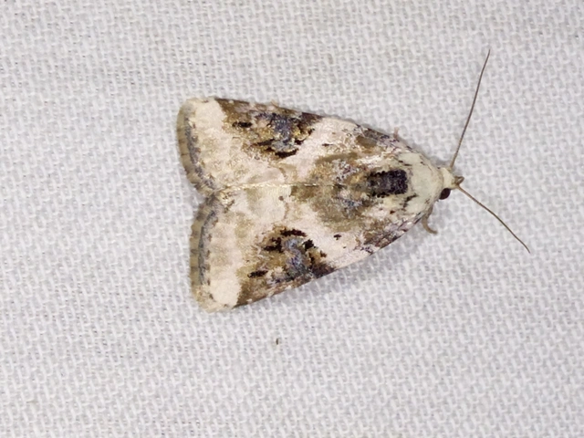 Pseudeustrotia candidula - fehéres apróbagoly