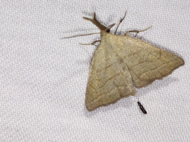 Polypogon tentacularia - sötétaljú karcsúbagoly