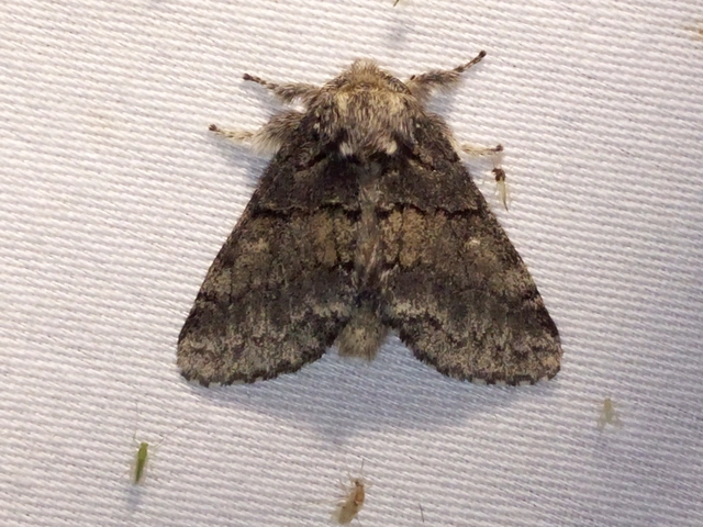 Gluphisia crenata - kormos púposszövő