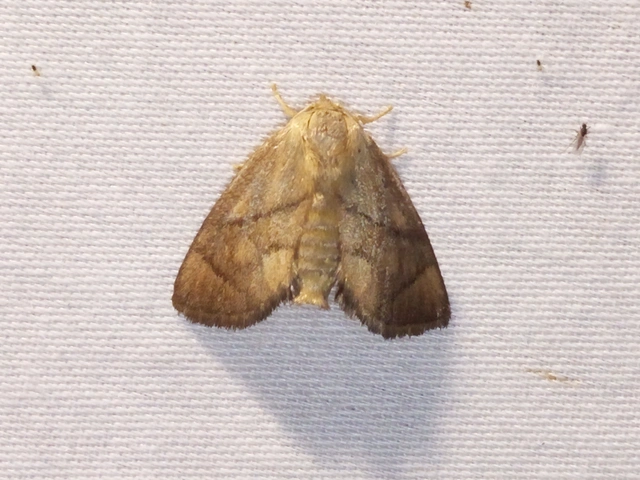Apoda limacodes - kagylólepke