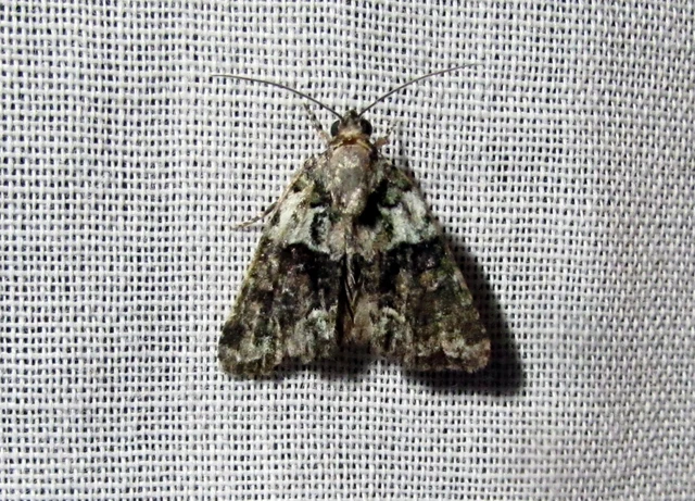 Cryphia algae - sárgászöld zuzmóbagoly
