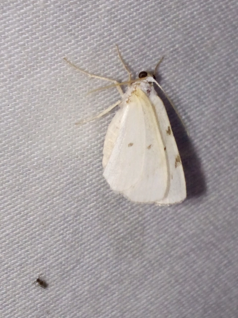 Lomographa bimaculata - kétpontos fehéraraszoló