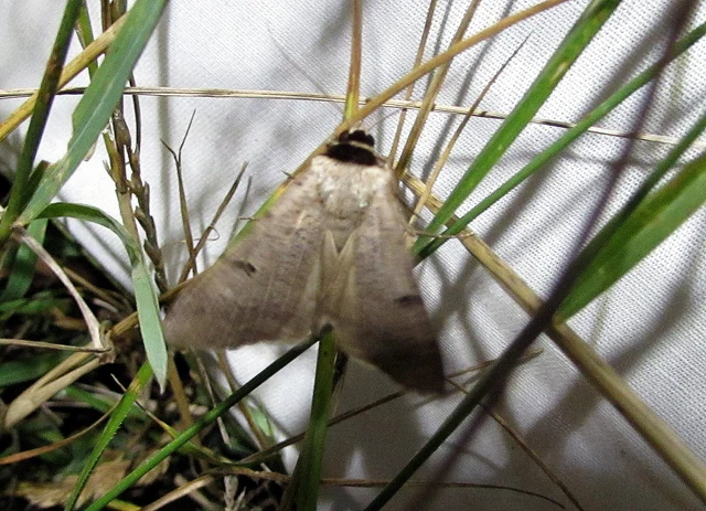 Lygephila craccae - gyakori csüdfűbagoly