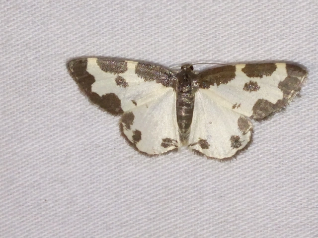 Lomaspilis marginata - szegélyes nyárfaaraszoló