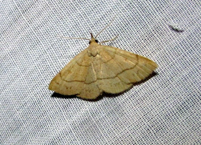 Paracolax tristalis - sárgás karcsúbagoly