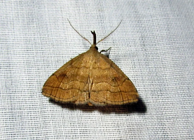 Polypogon gryphalis - láperdei karcsúbagoly