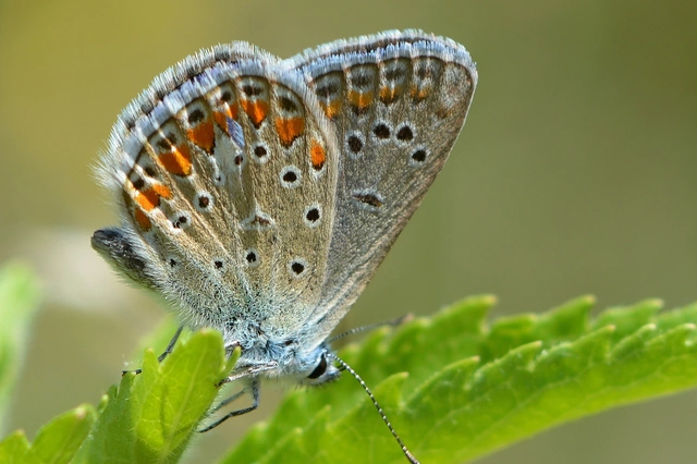 Polyommatus thersites - ibolyaszín boglárka