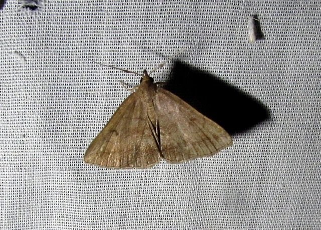 Zanclognatha lunalis - pelyheslábú karcsúbagoly