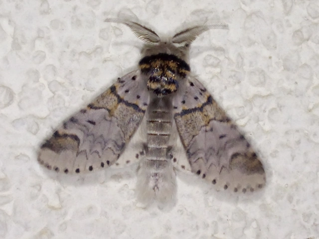 Furcula furcula - szürke púposszövő