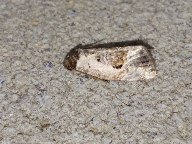 Hapalotis venustula - rózsaszínű mázasbagoly