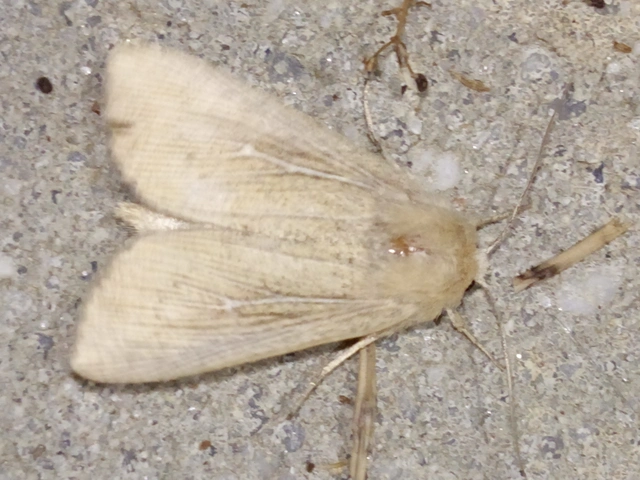 Leucania obsoleta - pontozott rétibagoly
