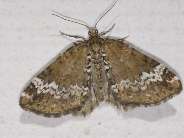 Perizoma alchemillata - árvacsalán-araszoló