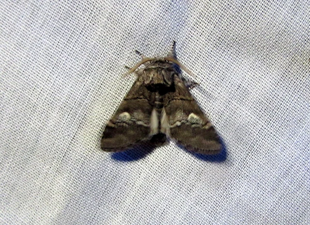 Drymonia querna - tölgyfa-púposszövő