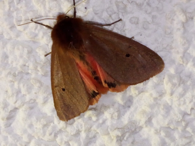 Phragmatobia fuliginosa - füstös medvelepke
