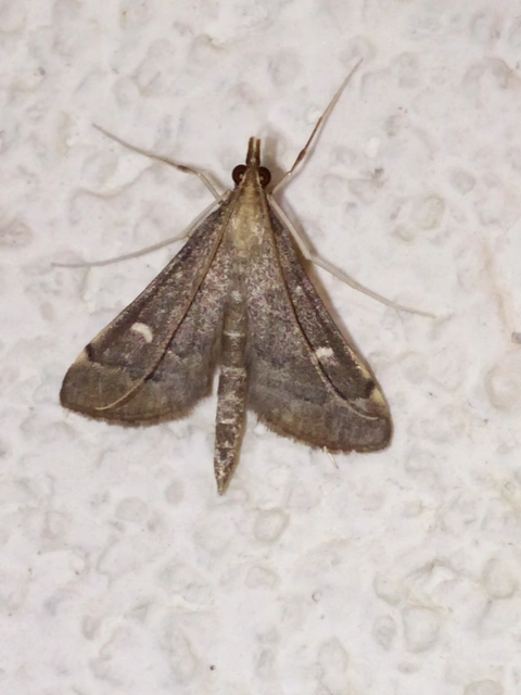 Dolicharthria punctalis - hosszúlábú tűzmoly