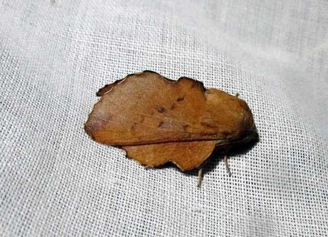 Phyllodesma tremulifolia - nyárlevélpohók