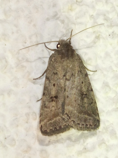 Athetis gluteosa - nyugtalan lápibagoly
