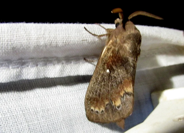 Dendrolimus pini - fenyőpohók