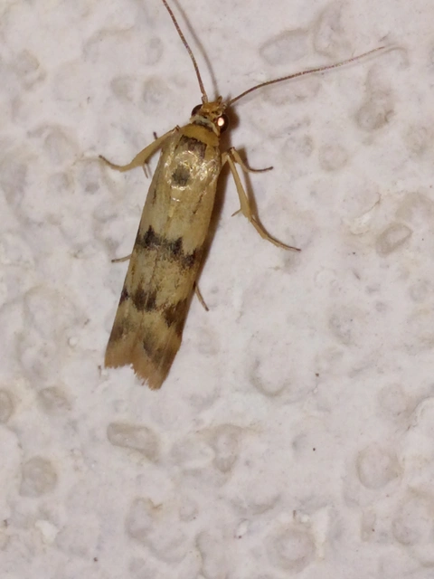 Homoeosoma sinuella - agyagsárga karcsúmoly