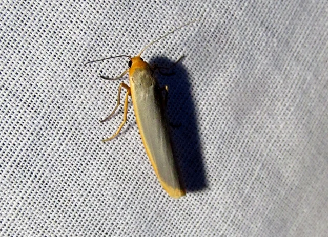 Eilema complana - közönséges zuzmószövő