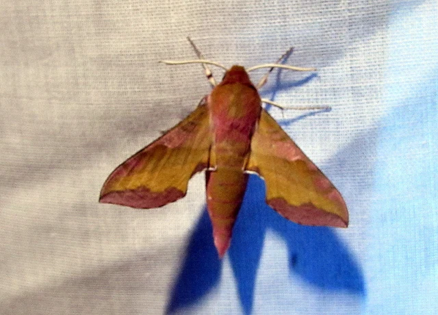 Deilephila porcellus - piros szender