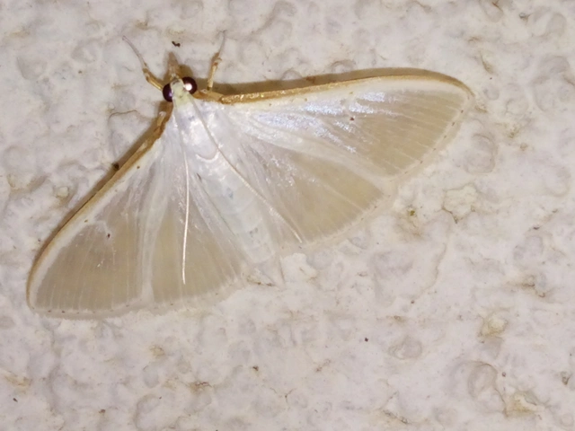 Palpita vitrealis - hófehér tűzmoly