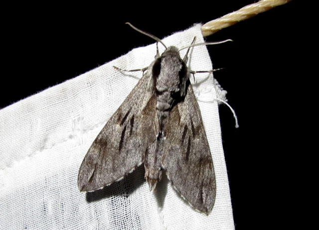 Hyloicus pinastri - fenyőszender
