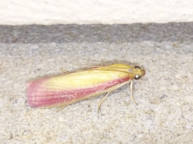 Oncocera semirubella - lucernamoly