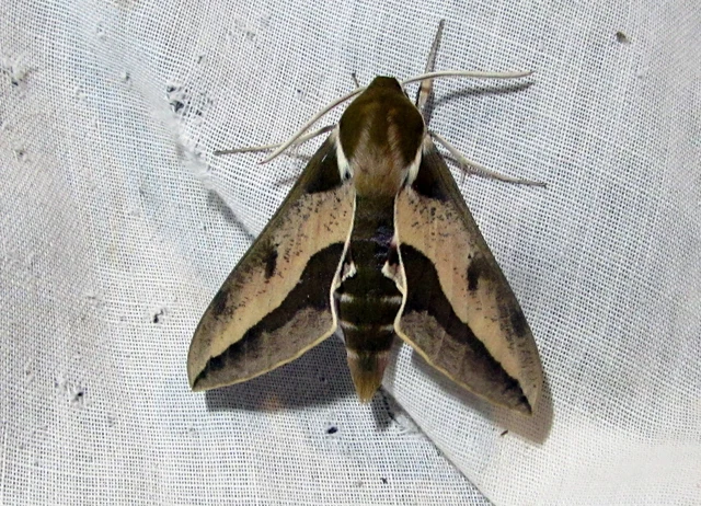Hyles euphorbiae - kutyatejszender