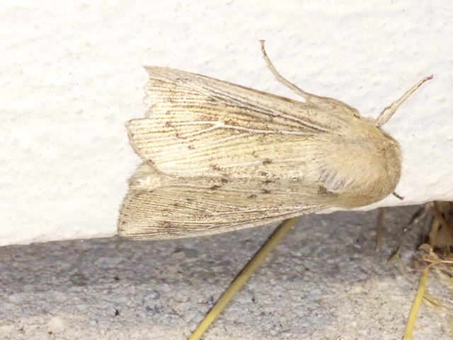 Leucania obsoleta - pontozott rétibagoly