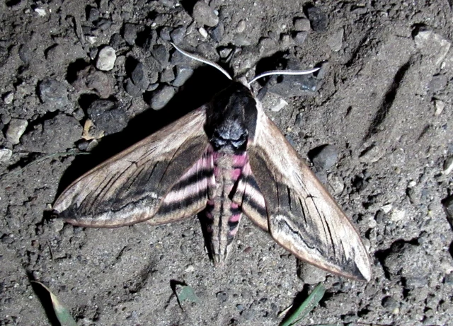Sphinx ligustri - fagyalszender