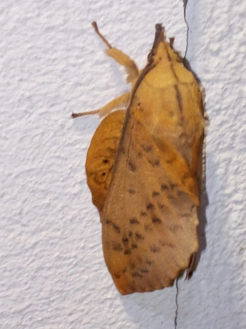 Gastropacha populifolia - sárga pohók