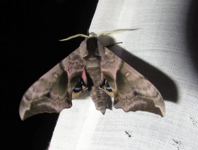 Smerinthus ocellatus - esti pávaszem