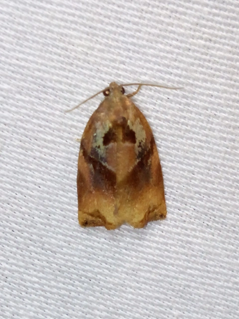 Archips podana - dudvarágó sodrómoly