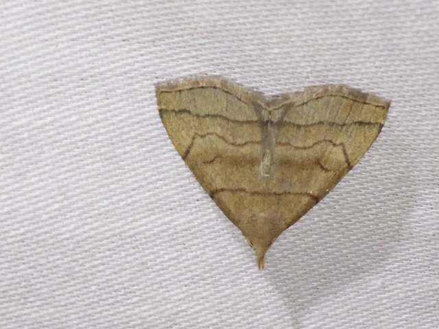 Herminia tarsicrinalis - szőröslábú karcsúbagoly