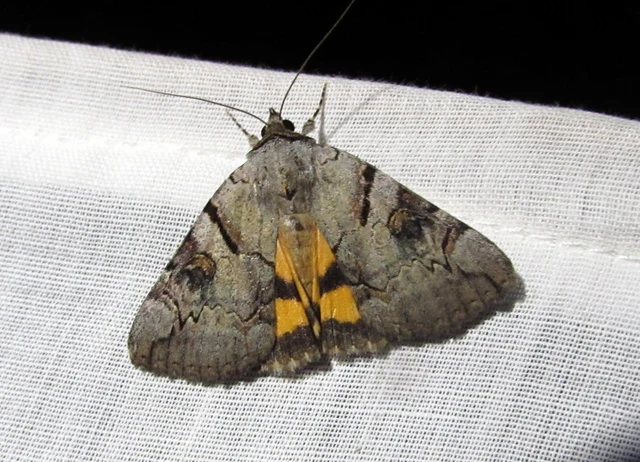 Catocala hymenaea - kökény-övesbagoly