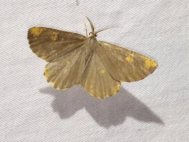 Angerona prunaria - sárga kökényaraszoló
